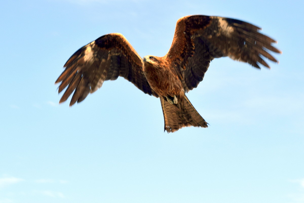 2020-05-27 Feathered Friend