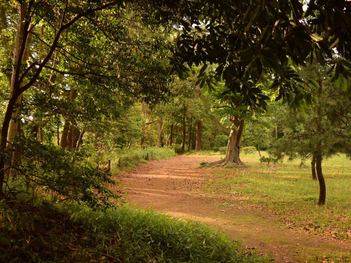 2020-05-25 Late Afternoon Park
