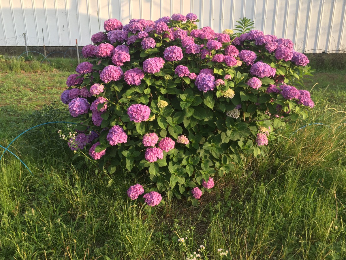 2020-06-15 Purple Splendour