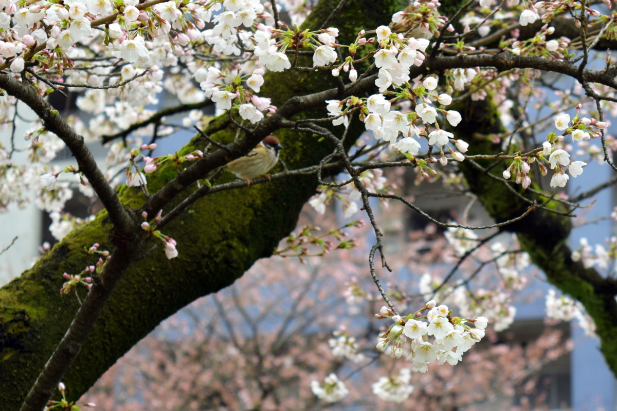 2020-03-28 Sparrow Spies Sakura