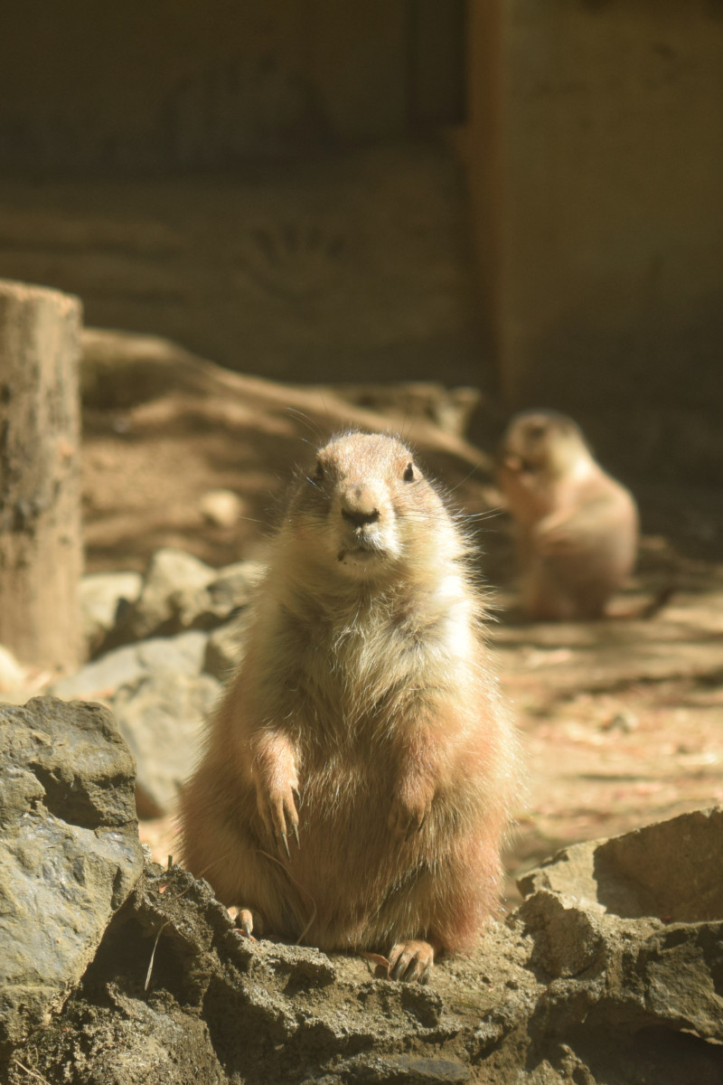 2021-04-10 Zoo-illogical