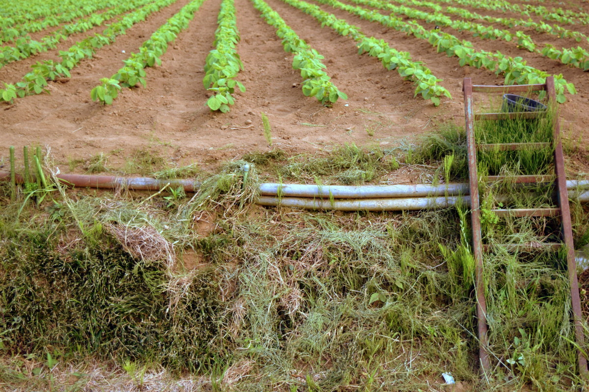 2020-05-30 Roots & Ladders