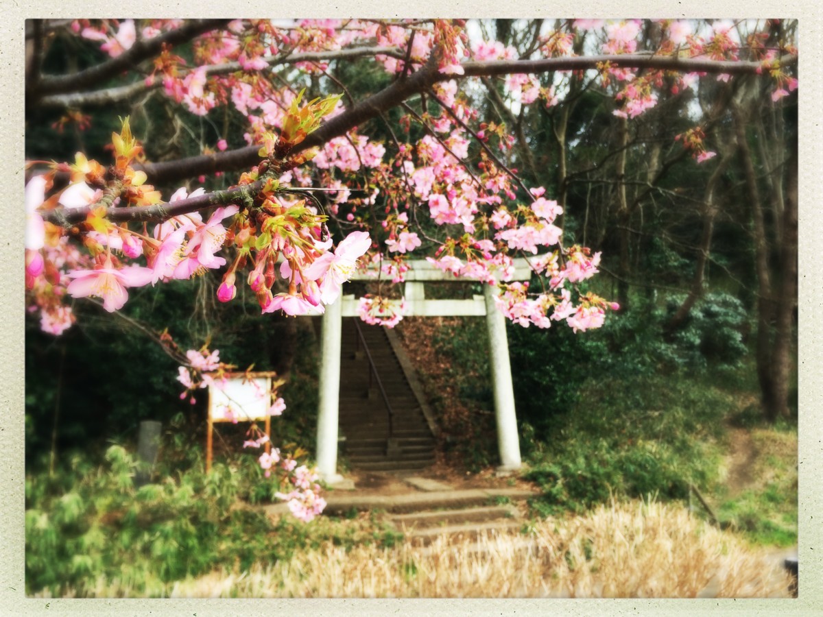 2020-02-20 Blooming Torii