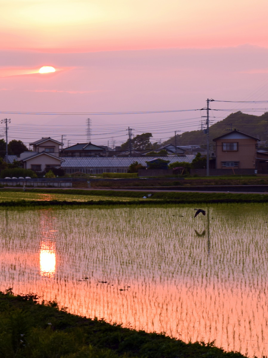 2020-05-11 Sundown, Rice Fields