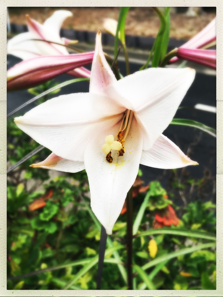 2020-03-04 Flower