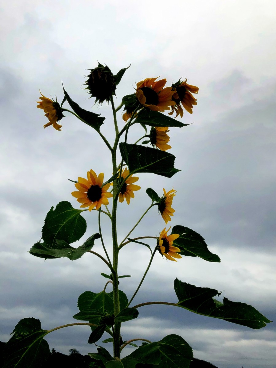 2020-07-23  Moody Flowers